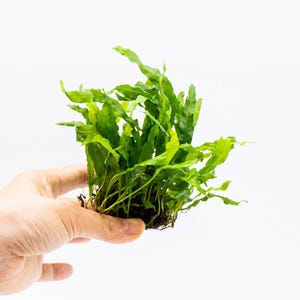 May include: A vibrant green plant with long, slender leaves. The plant is held in a hand against a white background. The leaves have a slightly ruffled texture, and the plant appears healthy and fresh.