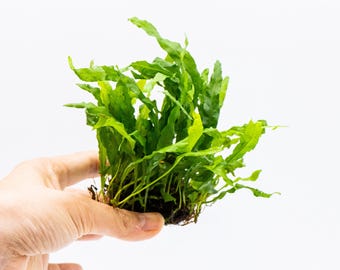 Java Fern 'Nymph' (Microsorum Nymph) on Nutripad - Live Aquatic Plant For Your Planted Aquarium, Terrarium, Tank Decor