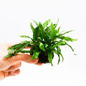 May include: A small, vibrant green plant with long, slender leaves. The plant is held against a white background, showcasing its fresh, healthy appearance. The leaves have a slightly textured surface, and the plant appears to be rooted in a dark, compact base.