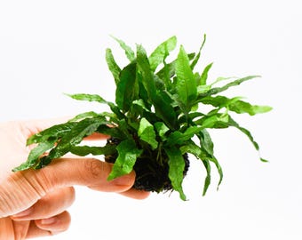 Java Fern 'Petite' (Microsorum Pteropus) on Nutripad - Live Aquatic Plant For Your Planted Aquarium, Terrarium, Tank Decor
