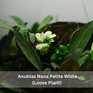 Anubias Nana Petite White - Live Aquarium Plant, Premium Fish Tank/Terrarium Plants, Aquatic Plant, Freshwater Plant, Reptile Habitat Decor afbeelding 4