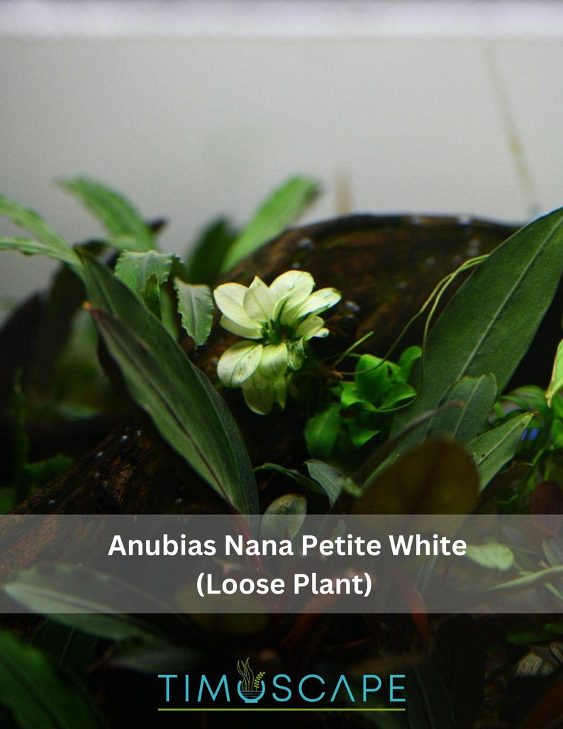 Anubias Nana Petite White - Live Aquarium Plant, Premium Fish Tank/Terrarium Plants, Aquatic Plant, Freshwater Plant, Reptile Habitat Decor afbeelding 4