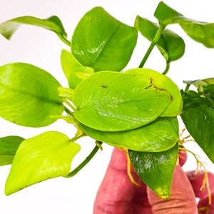 Buy 2 Get 1 Free * Anubias Nana Golden Leaf - Live Aquarium Plant, Low Maintenance, Easy Care, Aquascaping
