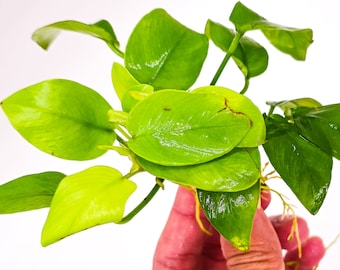 Buy 2 Get 1 Free * Anubias Nana Golden Leaf - Live Aquarium Plant, Low Maintenance, Easy Care, Aquascaping
