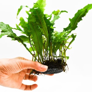 May include: A vibrant green fern plant with long, textured leaves. The plant is held in a hand, showcasing its lush foliage and dark, porous base. The background is plain white, highlighting the plant's natural colors.