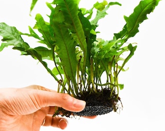 Java Fern Lionfish on Nutripad | Rare Live Aquarium Plant | Low Light Easy Care | Shrimp Safe Planted Tank