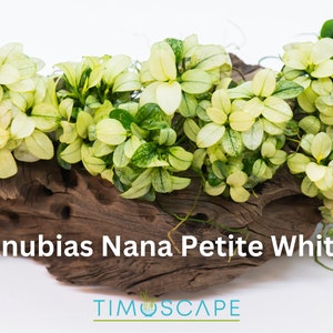 Anubias Nana Petite White Clump - Rare Live Aquatic Plant For Your Planted Aquarium