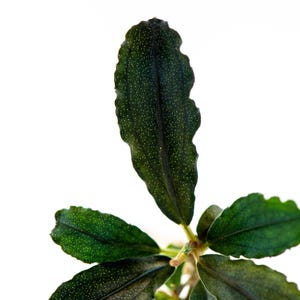 Bucephalandra Sp. Black Galaxy | Rare Live Buce Aquarium Plant | Submerged Epiphyte for Driftwood | Shrimp Safe Tank