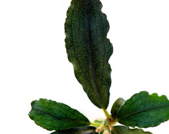 Bucephalandra Black Angel Indo | Ships From Austin, Texas - Etsy