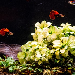 Buy 2 Get 1 Free * ANUBIAS Nana Petite White AQUARIUM PLANT, Rare Small Aquatic Low Light Plant For Terrarium, Fish Tank Decorations