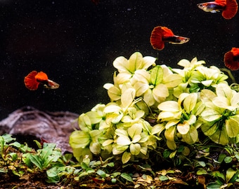 Buy 2 Get 1 Free * ANUBIAS Nana Petite White AQUARIUM PLANT, Rare Small Aquatic Low Light Plant For Terrarium, Fish Tank Decorations