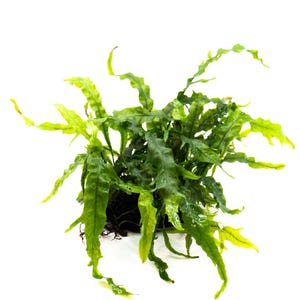 May include: A vibrant green aquatic plant with long, wavy leaves. The plant has a lush appearance, with a mix of dark and light green hues. The leaves have a textured surface and are arranged in a dense, compact form. The plant is set against a clean white background.