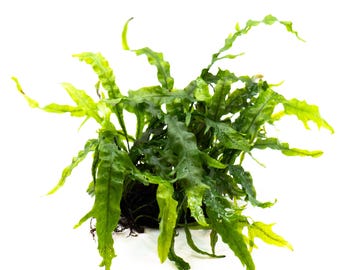 Java Fern 'Fork Leaf' (Microsorum Pteropus) on Nutripad - Rare Live Aquatic Plant For Your Planted Aquarium, Terrarium, Tank Decor
