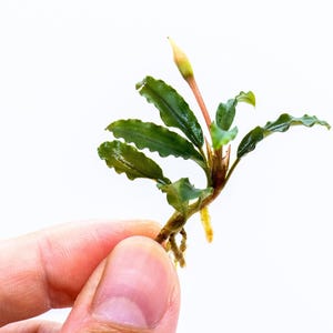 Buy 2 Get 1 Free - Random Bucephalandra Plant | Rare Live Buce Aquarium Plant | Shrimp Safe | Driftwood Epiphyte