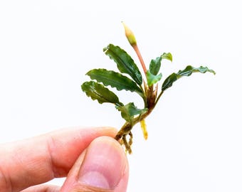 Buy 2 Get 1 Free * Random Bucephalandra Plant - Rare Aquarium Plant