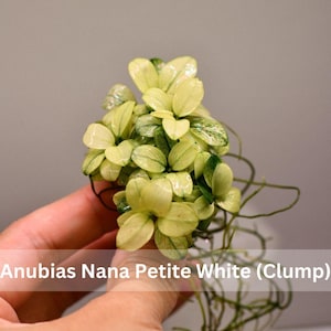 Anubias Nana Petite White - Live Aquarium Plant, Premium Fish Tank/Terrarium Plants, Aquatic Plant, Freshwater Plant, Reptile Habitat Decor 1 Clump (4-6 Plants)