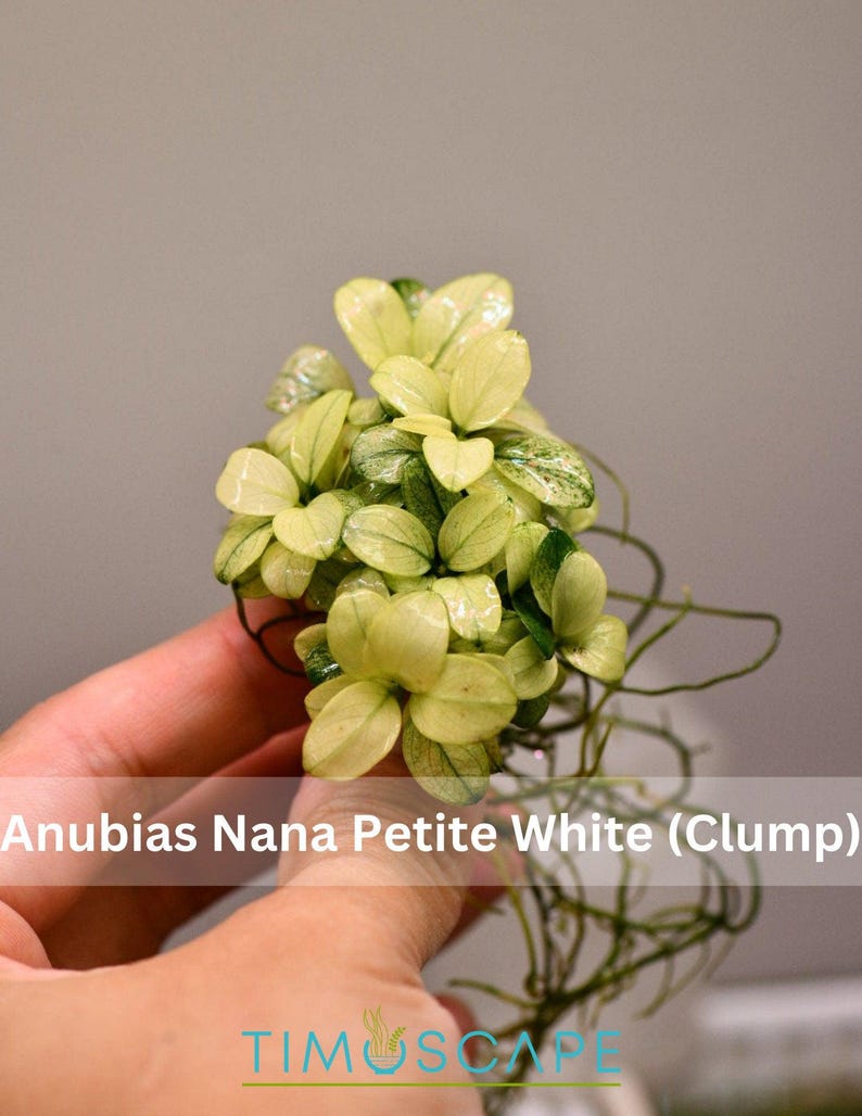 Anubias Nana Petite White - Live Aquarium Plant, Premium Fish Tank/Terrarium Plants, Aquatic Plant, Freshwater Plant, Reptile Habitat Decor 1 Clump (4-6 Plants)