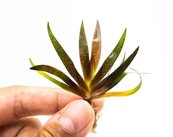 Buy 2 Get 1 Free - Xyris Sp. Red Rare Red Aquarium Plant Low Light Freshwater Plant for Fish Tank Terrarium