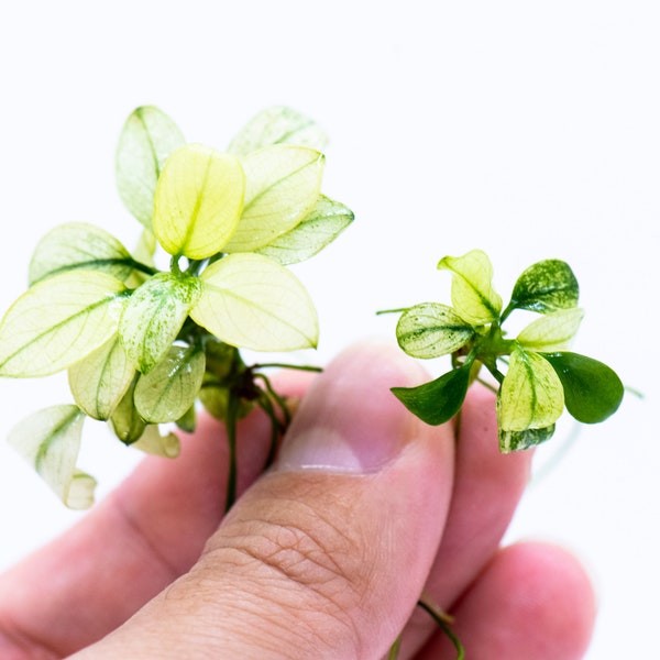 Buy 2 Get 1 Free * Mini Anubias Nana Petite White - Rare Small Aquarium Plant For Terrarium, Fish Tank Decorations