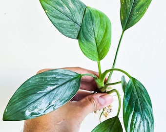 Homalomena Silver - Rare Small Aquarium Plant For Terrarium, Fish Tank Decorations