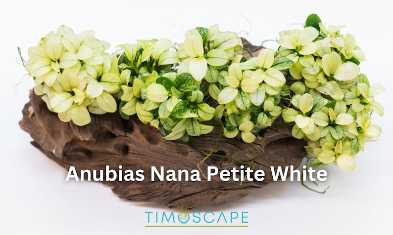 Anubias Nana Petite, White Anubias Nana - Live aquarium plant pack for freshwater tanks. Ideal fish tank decoration with rare Anubias Snow White. Perfect for reptile habitats and fish ponds. Low light, aquatic plants, enhancing aquarium decor.