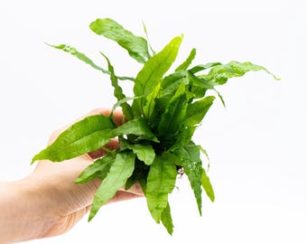 Java Fern (Microsorum Pteropus) on Nutripad - Live Aquatic Plant For Your Planted Aquarium, Terrarium, Tank Decor