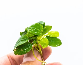 Buy 2 Get 1 Free * Anubias Nana Golden Leaf (Mini Size) - Rare Small Aquarium Plant For Terrarium, Fish Tank Decorations