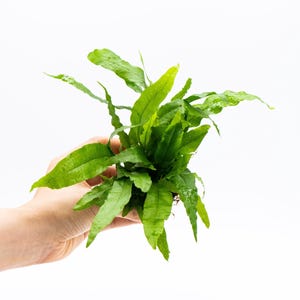 May include: A vibrant green plant with long, textured leaves. The plant is held against a white background, showcasing its fresh, healthy appearance. The leaves have a slightly wavy edge, adding visual interest to the plant's overall form.