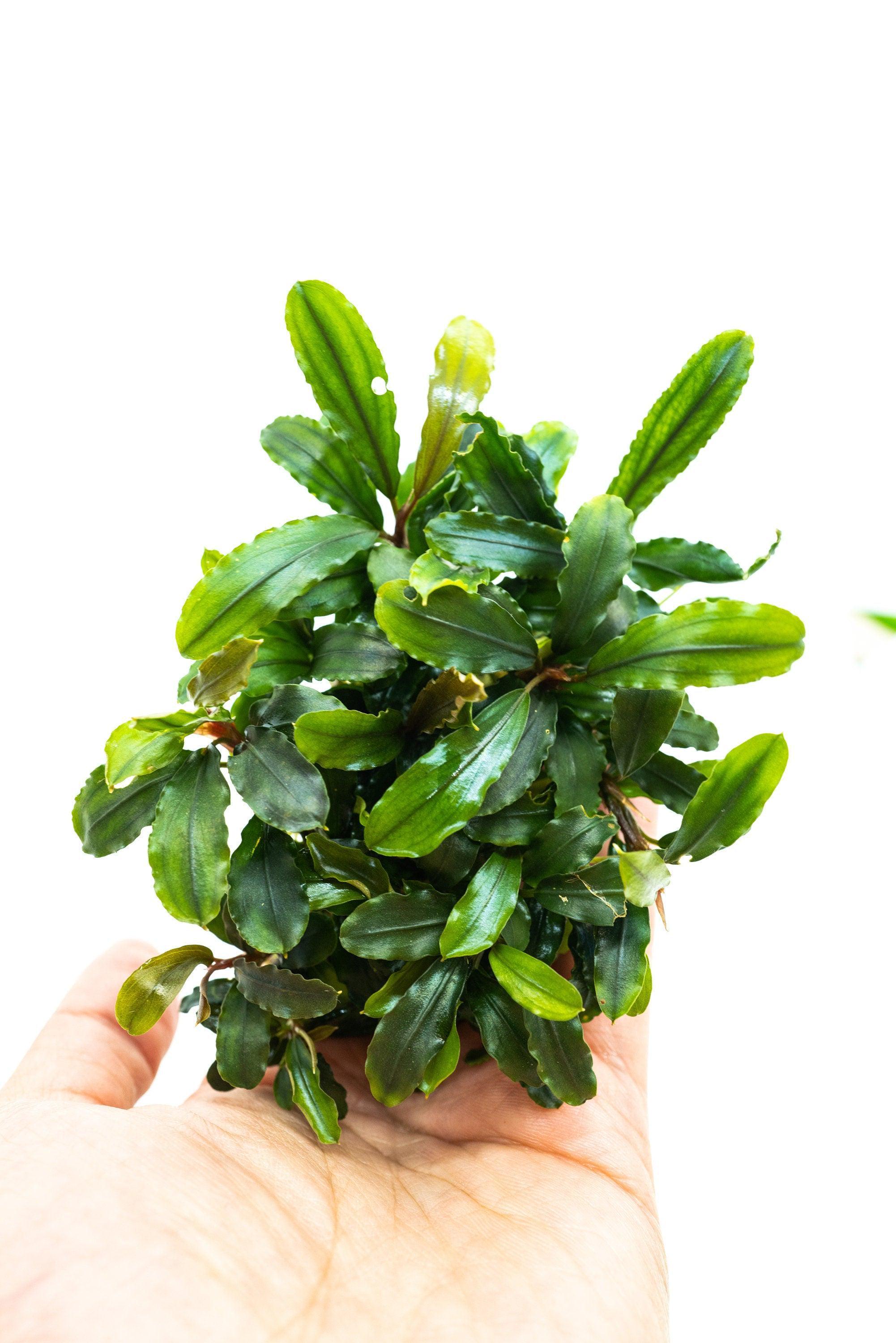 Bucephalandra Clump on Nutripad | Live Aquarium Plant Ready to