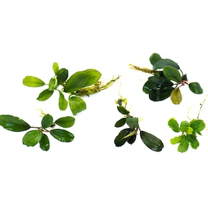 5 Rare Bucephalandra Plants Pack | Live Aquarium Buce Collection | Shrimp Safe Fish Tank | Planted Tank