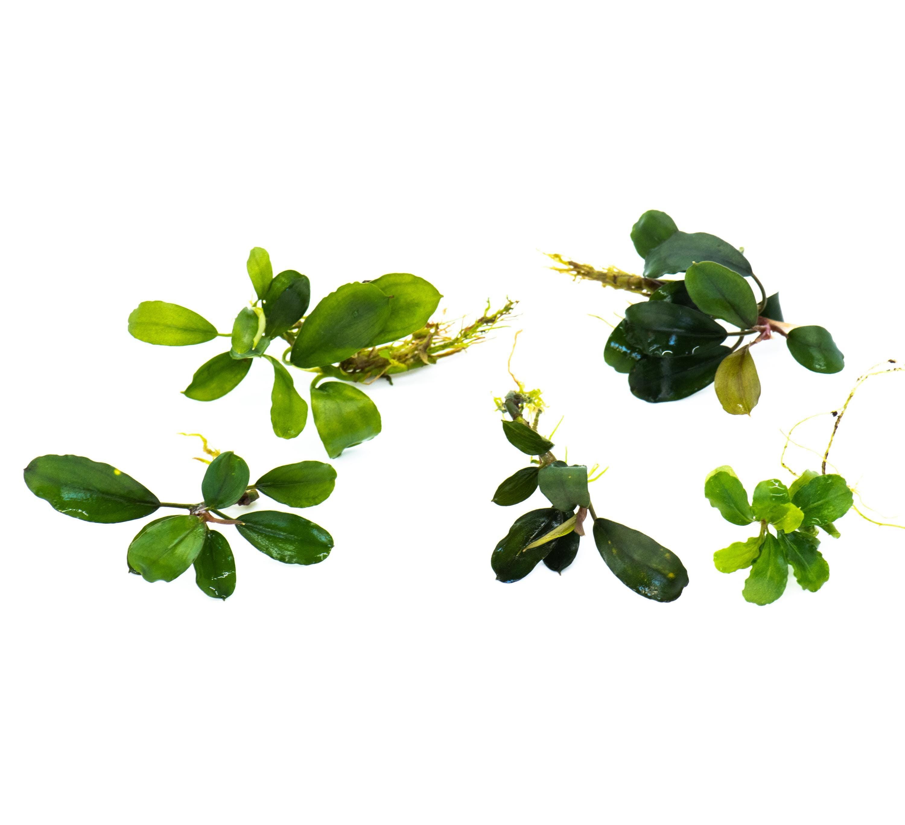 Bucephalandra Vivarium Hulu Bucephalandra Mini Coin Live Buce