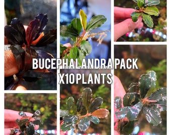 10 Random Bucephalandra Plants + A Mystery Bonus - Rare Aquarium Plants