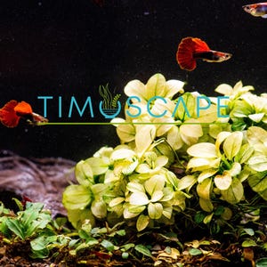 Anubias Nana Petite White - Live Aquarium Plant, Premium Fish Tank/Terrarium Plants, Aquatic Plant, Freshwater Plant, Reptile Habitat Decor afbeelding 2