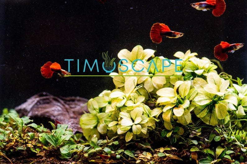Anubias Nana Petite White - Live Aquarium Plant, Premium Fish Tank/Terrarium Plants, Aquatic Plant, Freshwater Plant, Reptile Habitat Decor afbeelding 2