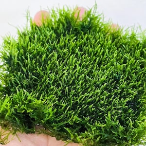 Mini Spinky Moss Mat (3inx3in) - Live Aquarium Moss For Planted Shrimp Tank, Terrarium Setup