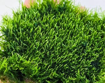 Mini Spinky Moss Mat (3inx3in) - Live Aquarium Moss For Planted Shrimp Tank, Terrarium Setup