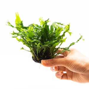 Java Fern 'Windelov' (Microsorum Pteropus) on Nutripad - Live Aquatic Plant For Your Planted Aquarium, Terrarium, Tank Decor