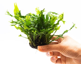 Java Fern 'Windelov' (Microsorum Pteropus) on Nutripad - Live Aquatic Plant For Your Planted Aquarium, Terrarium, Tank Decor