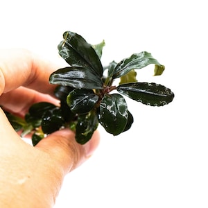 Bucephalandra Sp. Red Purple - Rare Small Aquarium Plant For Terrarium, Fish Tank Decorations image 1
