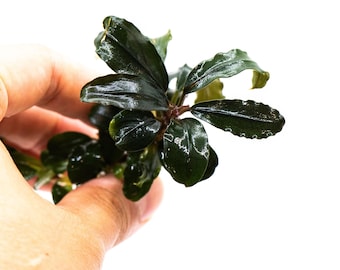 Bucephalandra Sp. Red Purple - Rare Small Aquarium Plant For Terrarium, Fish Tank Decorations