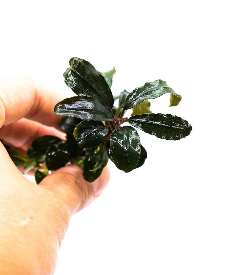 Bucephalandra Sp. Red Purple - Rare Small Aquarium Plant For Terrarium, Fish Tank Decorations image 1