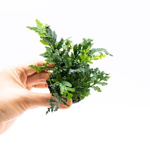May include: A small, vibrant green fern plant with delicate, textured leaves. The plant is held in a dark container, showcasing its lush foliage against a bright white background. The fern's leaves display a mix of light and dark green hues.