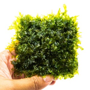 May include: A square-shaped mat of vibrant green aquatic moss with a dense, ruffled texture. The plant features varying shades of deep forest green and bright lime green, with irregular, jagged edges extending outward from the central square form.