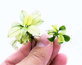 Buy 2 Get 1 Free * Mini Anubias Nana Petite White - Rare Small Aquarium Plant For Terrarium, Fish Tank Decorations