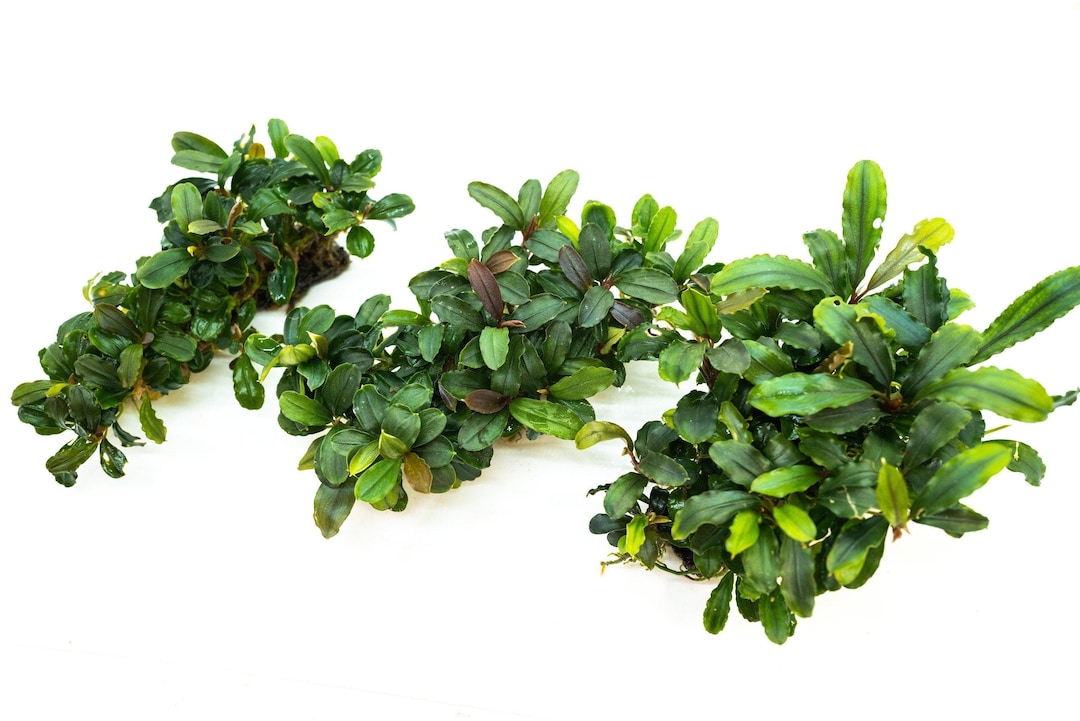Bucephalandra Clump on Nutripad | Live Aquarium Plant Ready to