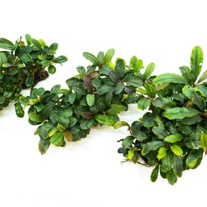 Bucephalandra Clump on Nutripad | Live Aquarium Plant Ready to Plant | Rare Rhizome | Shrimp Tank | No Soil Needed | Easy Care