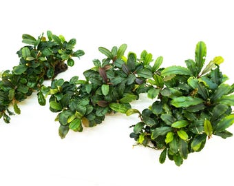 Bucephalandra Clump on Nutripad | Live Aquarium Plant Ready to Plant | Rare Rhizome | Shrimp Tank | No Soil Needed | Easy Care