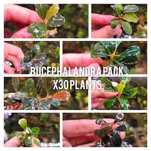 May include: A collection of Bucephalandra aquatic plants featuring dark green, glossy, and textured leaves with some reddish-brown stems. The image includes the text BUCEPHALANDRA PACK X30 PLANTS, showcasing multiple small plant specimens.