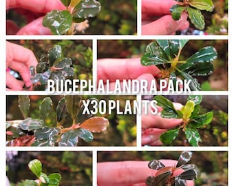 30 Bucephalandra Plants + Mystery Bonus - Rare Aquarium Plants