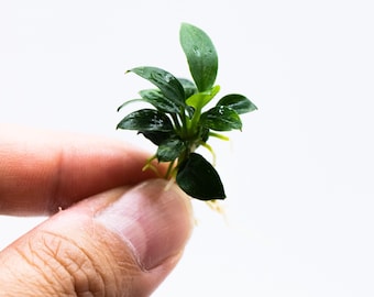 Buy 2 Get 1 Free * Rare Anubias Nana Pangolino – Live Aquarium Plant, Easy Care